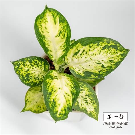 花葉萬年青開花|花葉萬年青 Dieffenbachia seguine｜家居植